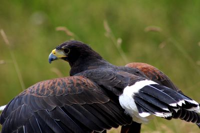 Close-up of harris hawk with spread wings perching outdoors