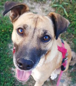 Close-up portrait of dog