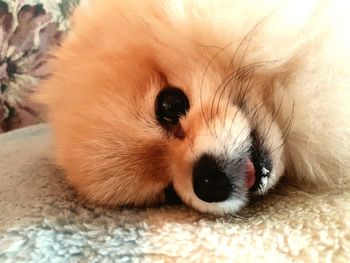 Close-up of dog lying down