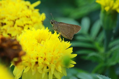 Close-up of butterfly pollinating on yellow flower