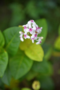 Close-up of flower blooming outdoors
