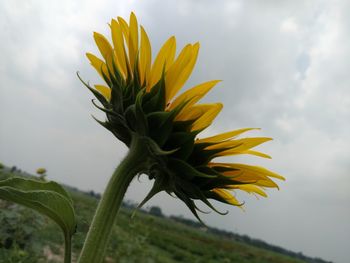 Close-up of sunflower against sky