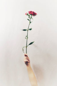Close-up of hand holding flowering plant against wall