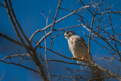 A hawk between