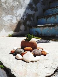 Close-up of succulent plant against wall