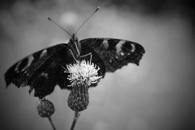 Close-up of butterfly pollinating on flower