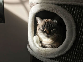 Close-up portrait of cat at home