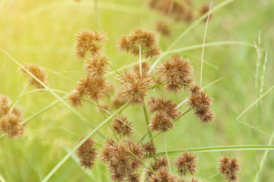 Close-up of flowering grass growing in field 