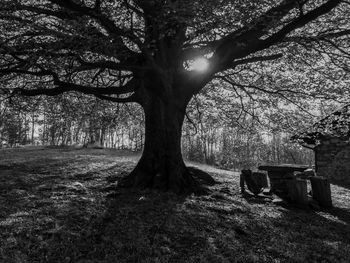 Bare trees on landscape