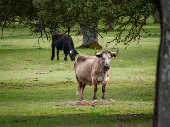 View of a horse on field