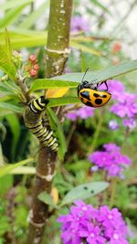 Close-up of butterfly pollinating on flower