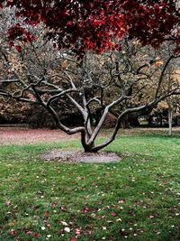 View of cherry blossom in park
