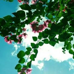 Low angle view of plants against blue sky