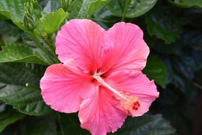 Close-up of hibiscus