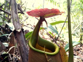 Close-up of plant against tree