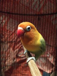 Lovebird on branch inside cage