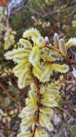 Close-up of flowering plant