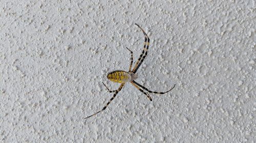 Close-up of spider on wall