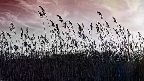 Scenic view of field against cloudy sky