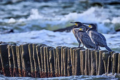 Close-up of bird perching on wooden post