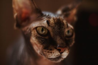 Close-up portrait of cat