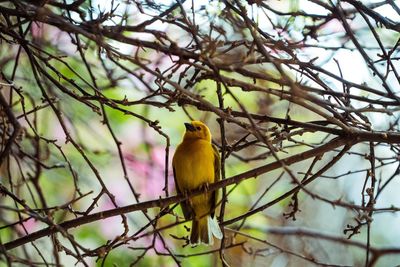 Close-up of bird perching on branch