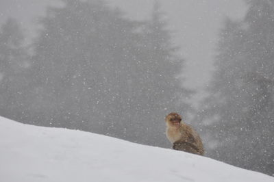 Bird on snow during winter