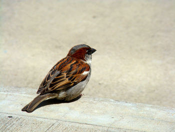 High angle view of sparrow perching on concrete footpath