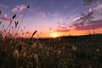 Scenic view of field against sky during sunset