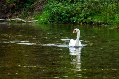 View of swan in lake