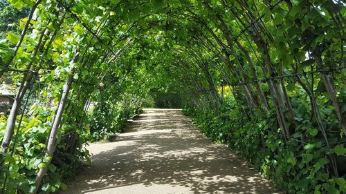 Walkway amidst trees in forest