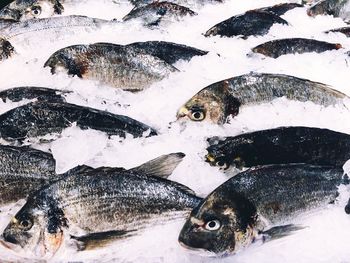 High angle view of fish in ice at market