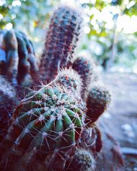 Close-up of cactus plant