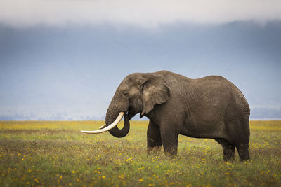 Side view of elephant on field