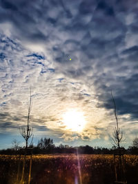 Silhouette trees on field against sky during sunset