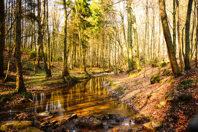 Trees growing in forest