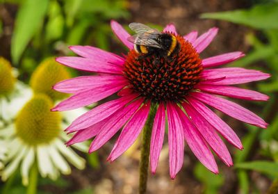 Close-up of insect on pink flower
