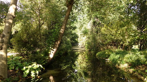 Trees growing in forest
