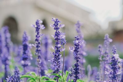 Close-up of purple flowering plants