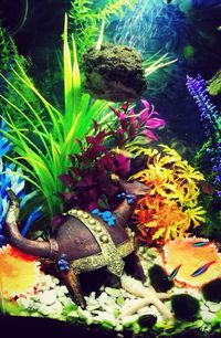 Close-up of jellyfish swimming in water