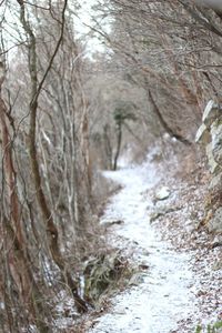 Stream flowing through forest