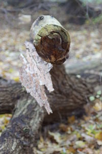 Close-up of shell on tree trunk