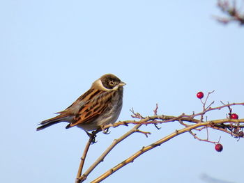 Low angle view of bird perching on branch against sky reed bunting