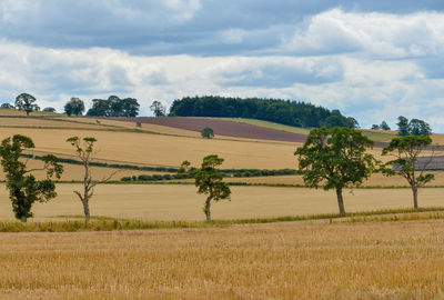 Scenic view of agricultural field against sky