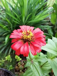 Close-up of pink flower