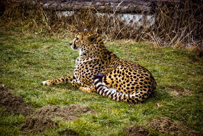 Tiger lying on grass