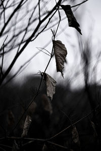 Low angle view of bird on branch against sky