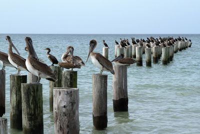 Pelicans and cormorants perched on posts on the ocean