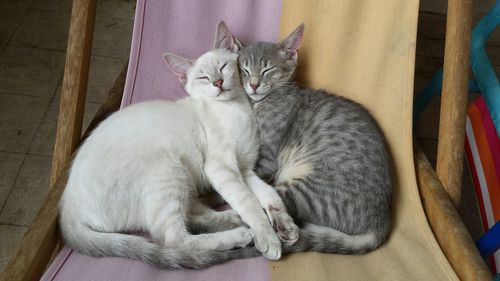 Two cats sleeping on lounge chair