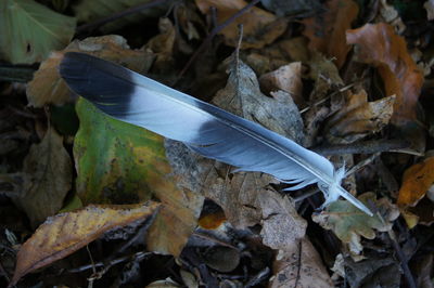 Close-up of feather on dry leaves